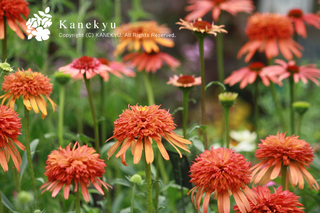 20130528j.jpg