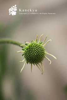 20130531h.jpg