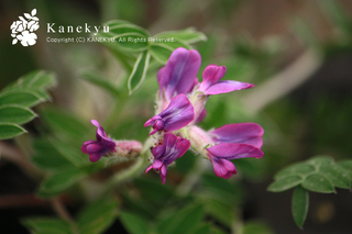 20130531i.jpg