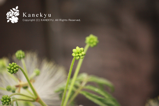 20130531j.jpg