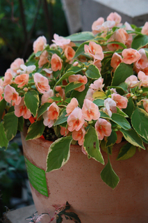 20130609c.jpg