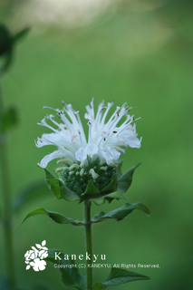 20130616d.jpg