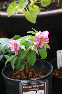 20140121c.jpg