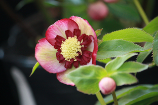 20140121g.jpg