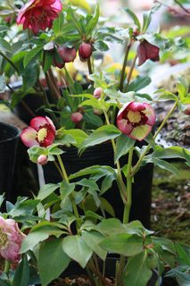 20140121h.jpg