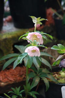 20140121n.jpg