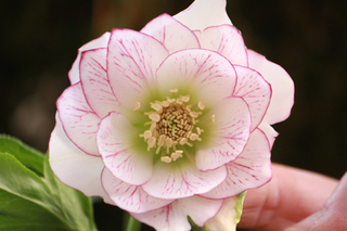 20140123c.jpg