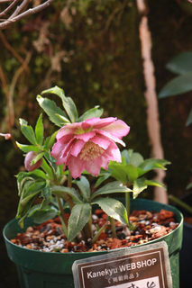 20140123gg.jpg
