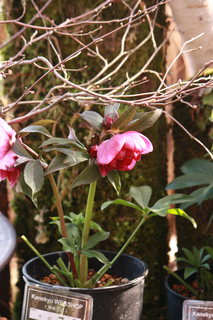 20140123kk.jpg