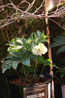 20140123nn.jpg