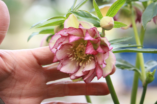 20140204vv.jpg