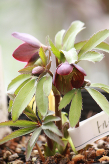 20140206ee.jpg
