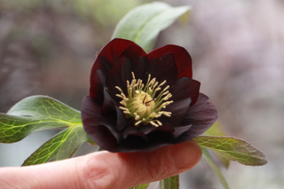 20140206h.jpg