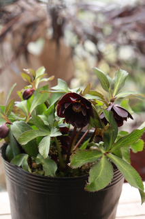20140206nn.jpg