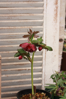 20140219cc.jpg