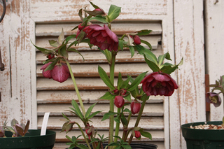 20140219ii.jpg