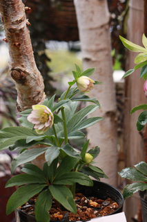 20140222o.jpg