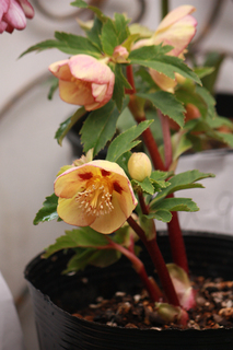 20140222p.jpg