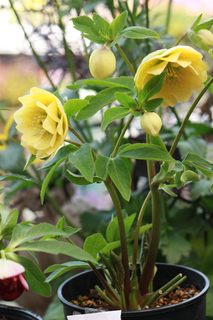 20140225gg.jpg