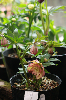 20140226ii.jpg