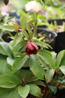 20140227hh.jpg