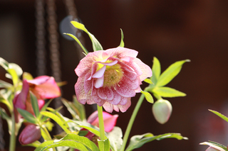 20140303g.jpg