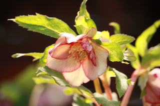 20140304f.jpg