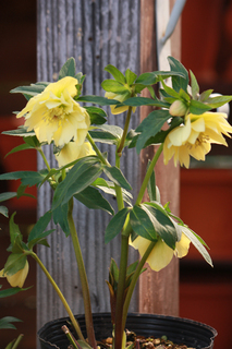 20140304ii.jpg