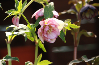 20140304n.jpg