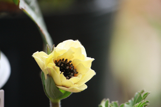 20140305zz.jpg