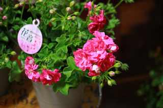 20140402a.jpg
