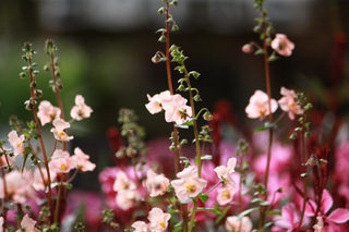 20140405c.jpg