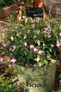 20140411f.jpg