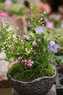 20140421f.jpg