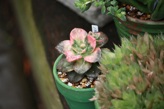 20140421i.jpg