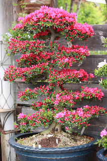 20140421k.jpg