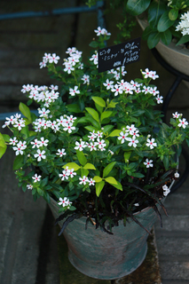 20140725a.jpg