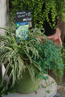20140804b.jpg
