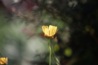 20141007d.jpg
