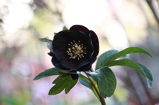20150103j.jpg