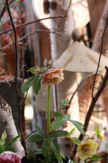 20150104bb.jpg
