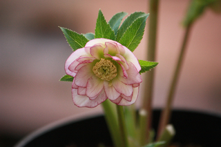 20150104n.jpg