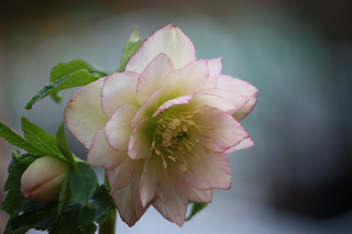 20150104nn.jpg