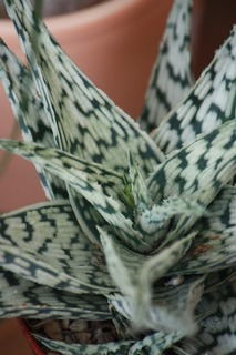 20150731aIMG_8696.jpg