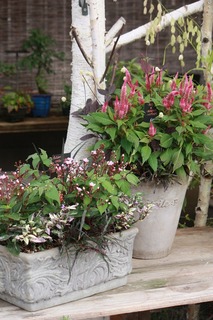20150906aIMG_9022.jpg