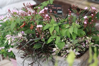 20150906aIMG_9023.jpg
