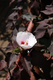 20150912aIMG_9045.jpg