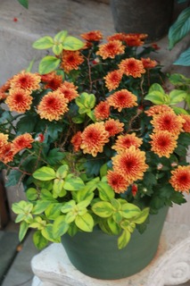 20150913aIMG_9050.jpg