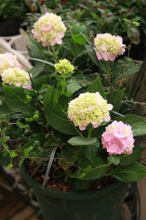20150916cIMG_9075.jpg
