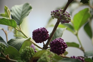 20150918aIMG_9106.jpg